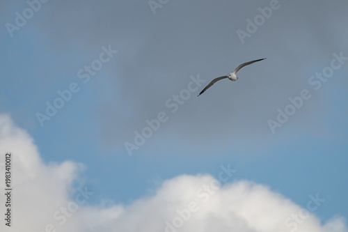 seagull in the sky