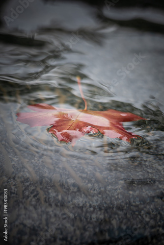 autumn leaves on the ground
