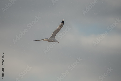 seagull in flight
