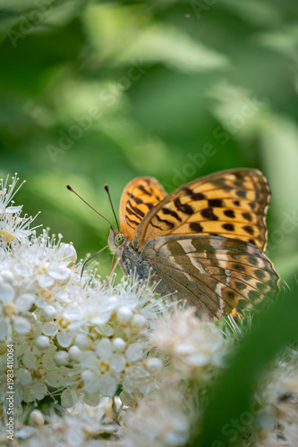 butterfly on flower