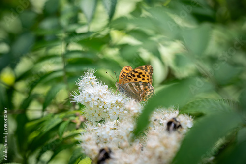 butterfly on a flower