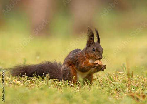 Adorable red squirrel (Sciurus vulgaris) enjoying nuts and playing in the park