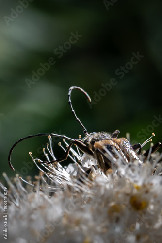 bug on flower