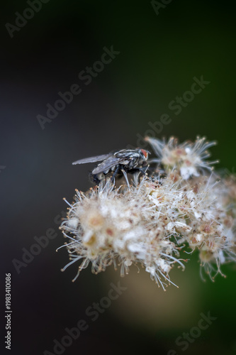 fly on a flower