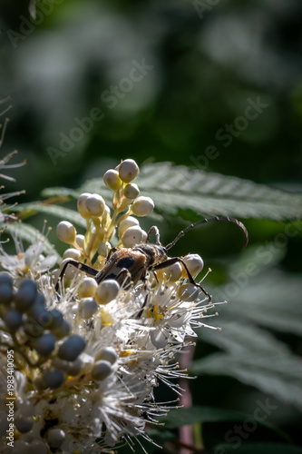 bee on a flower
