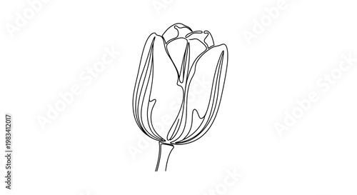 Delicate continuous line drawing of a single unopened tulip bud
