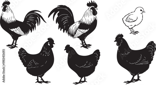 Black white and grey roosters cockerels standing side by side chicken poultry bird