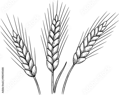 Hand-drawn black and white of wheat stalks a white background, grain harvest