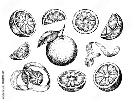 Hand-drawn orange fruit collection: whole, slices, and peel white background citrus