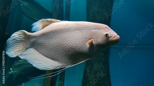 Albino gourami fish with a white body, one of the freshwater ornamental fish in the aquarium