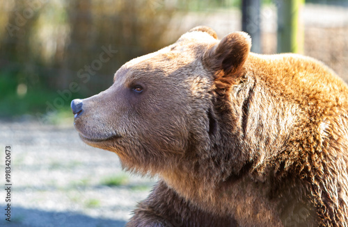 Close up portrait Big brown bear Ursus Arctos natural habitat environment, Wild Ireland, spring sunny day