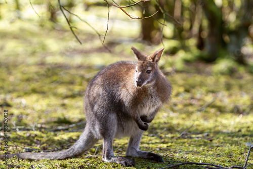 Close up portrait of Red-necked Wallaby or Bennett's Wallaby, Macropus rufogriseus.