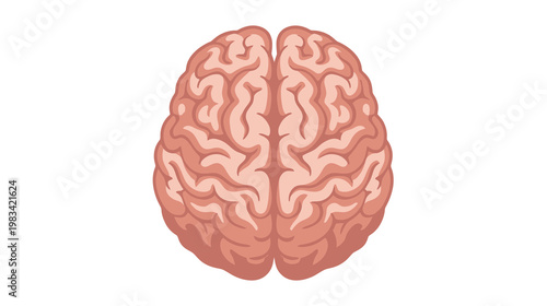 Flat color vector illustration of human brain top view, clean medical anatomy graphic isolated on white background.