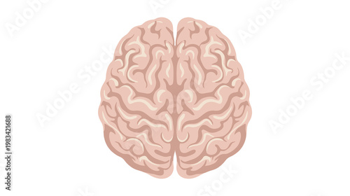 Flat color vector illustration of human brain top view, clean medical anatomy graphic isolated on white background.