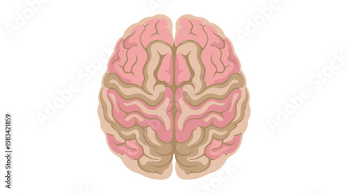 Flat color vector illustration of human brain top view, clean medical anatomy graphic isolated on white background.