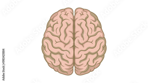 Flat color vector illustration of human brain top view, clean medical anatomy graphic isolated on white background.