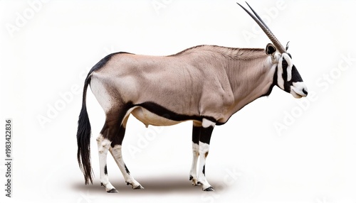 Gemsbok antelope profile
