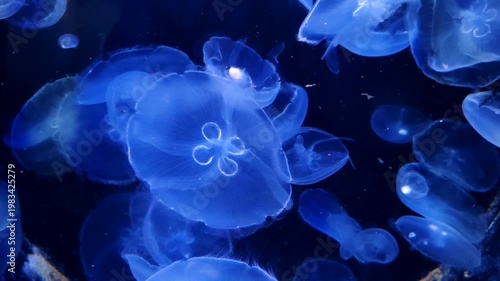 A group of jellyfish, highlighted in blue, swimming in the dark depths of the ocean. A natural backdrop, a fascinating sight of wildlife.