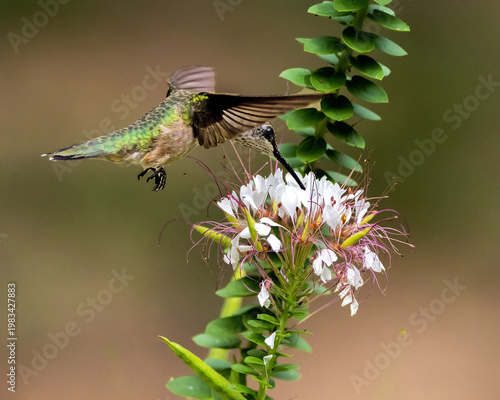 A female Ruby-throated Hummingbird nectaring on Red-whiskered Clammyweed