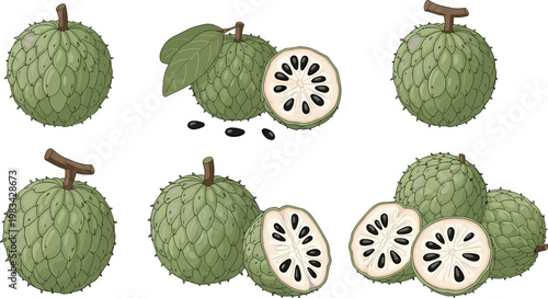 Cherimoya (Custard Apple) Fruit Set with Whole and Sliced Illustrations for Tropical, Exotic Fruits, and Healthy Food Designs