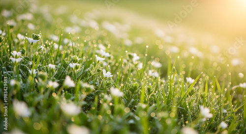 Gentle dew drops glisten on delicate white wildflowers in soft morning sunlight.