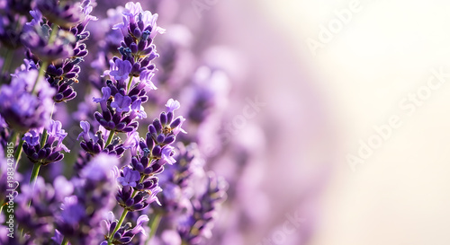 Lavender flowers close up in purple field with soft lighting and blurry background view.