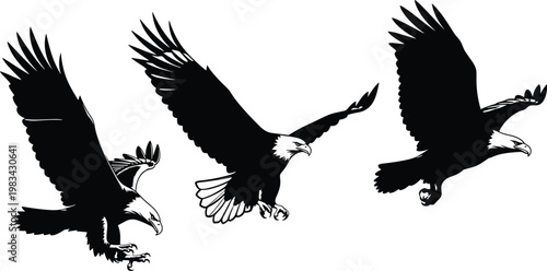 Black and White Silhouette Set of Three Eagles in Flight, Wildlife, Bird of Prey, and Nature Illustration Design