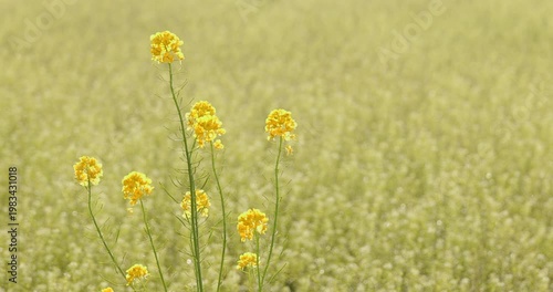 菜の花畑に咲く鮮やかな黄色い花と春の風景