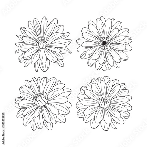 Four delicate gerbera daisy outlines arranged in a square pattern