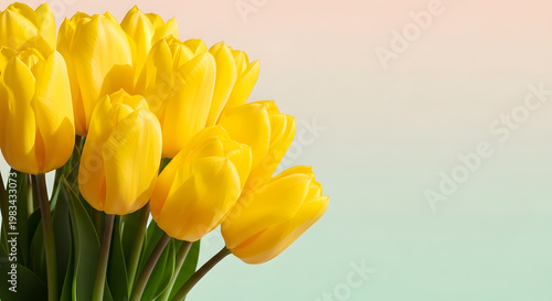 Vibrant yellow tulips bouquet against soft gradient background.