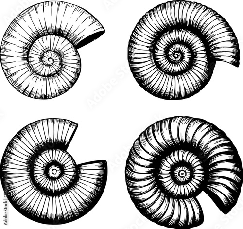 Black and white of ammonite fossils white background, shell spiral ancient