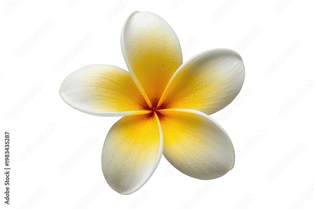 Naklejka premium Frangipani plumeria flower with white petals and yellow center creating a tropical beauty symbol on transparent background