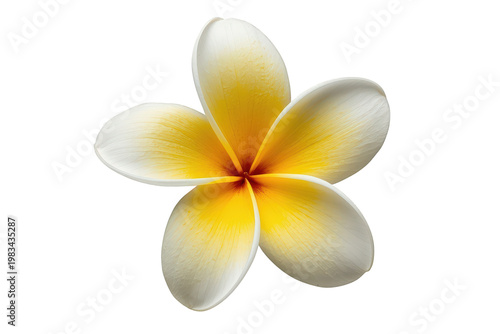 Frangipani plumeria flower with white petals and yellow center creating a tropical beauty symbol on transparent background