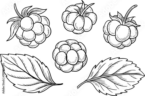 Hand-drawn black and white of ripe raspberries and leaves a white background raspberry