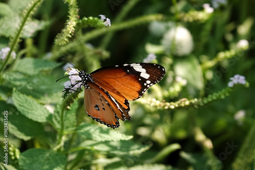 Butterflies are feeding on nectar from flowers against a backdrop of green leaves in a park, bathed in the warm morning sunlight. This illustrates the natural lifestyle of butterflies.