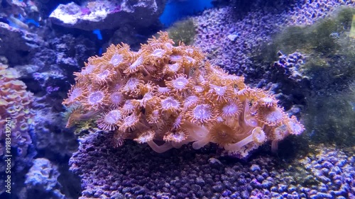 A beautiful sea anemone bobbing on an underwater current. The natural magic of the underwater world