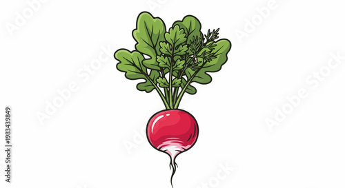 A vibrant red radish with green leafy tops and a slender root