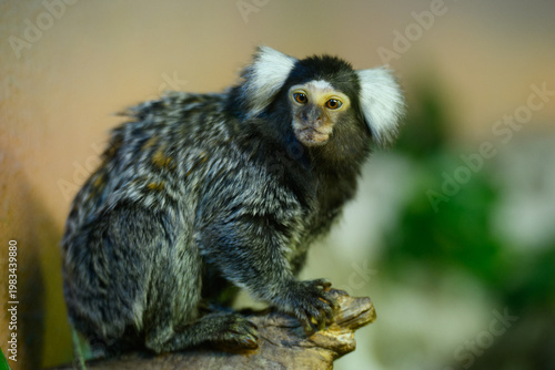 Common marmoset monkey sitting on a branch. Concept of wildlife curiosity , cute Callithrix jacchus in tropical habitat, biodiversity and animal protection theme, exotic zoo education