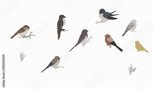 Minimalist birds habitat vector illustration with hand drawn sparrow woodpecker and canary on branches