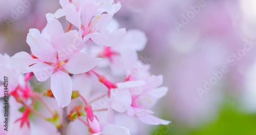 淡い青空に映える満開の桜と赤いガクのコントラスト