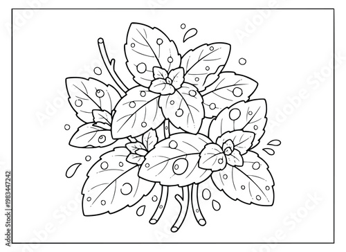 Peppermint coloring page for kids with fresh herbal leaves and water drops