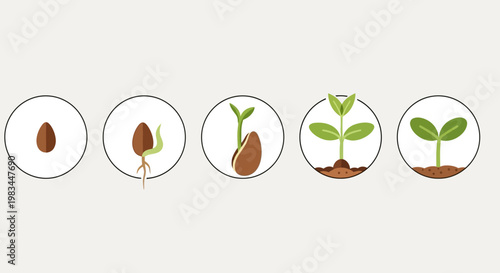 Seed Germination Growth Stages Sequence.