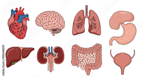 Collection of human internal organs including heart brain lungs stomach liver kidneys and intestines for medical