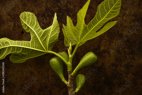 gros plan sur jeunes  feuilles  et pousses de figuier , et figues en devenir ,feuilles nervurées , palmées , bienfaits , santé , infusion , cuisine ,fraîches , séchées 