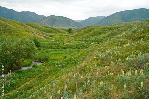 A tree in the hollow of a small hill with a low-lying river. Rainy spring weather