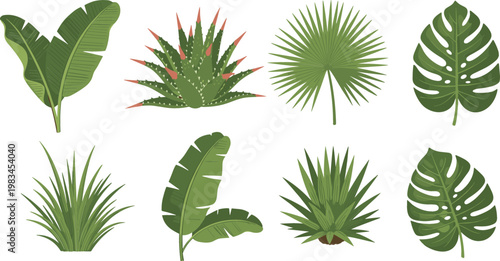 Tropical plant leaves collection with monstera palm banana and agave botanical vector illustration set for nature design