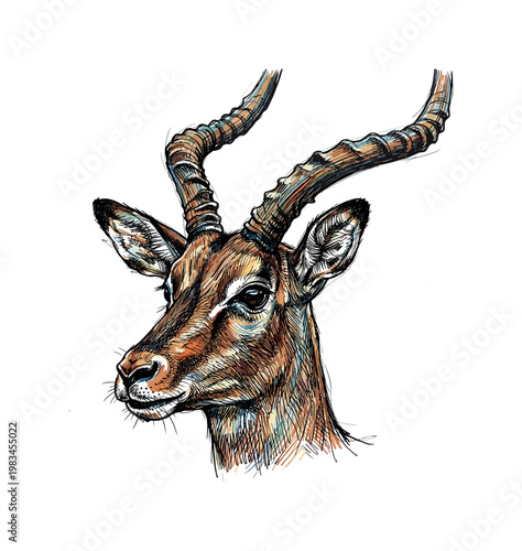 Antelope head portrait in three-quarter view with slender muzzle and long curved horns forming elegant wild ungulate facial