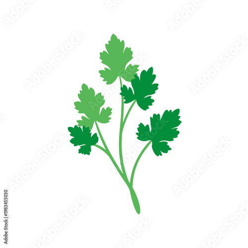 Fresh green parsley herb branch with multiple leaves, natural ingredient, cooking seasoning