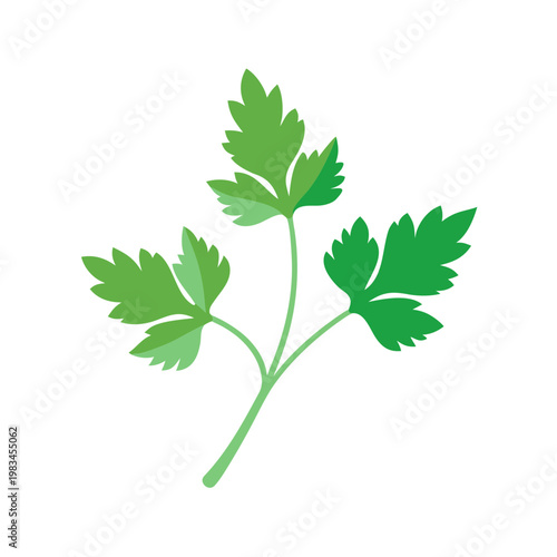 Fresh green parsley sprig with multiple leaves, natural cooking ingredient, aromatic herb