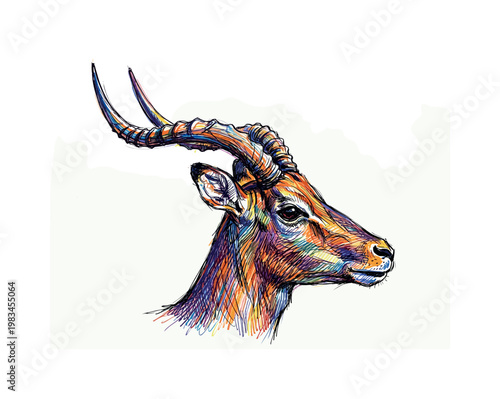 Antelope head profile facing right with elongated muzzle and horn curvature emphasized through directional pen strokes and refined